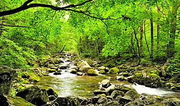 Interior de un bosque