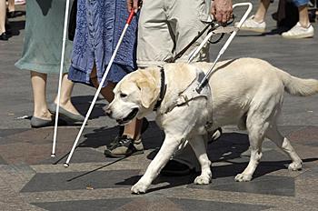 Perro guía 